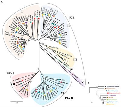 Evolutionary and Regulatory Pattern Analysis of Soybean Ca2+ ATPases for Abiotic Stress Tolerance